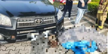 70歲婦夜宿東山服務區…帳篷倒塌受困「死亡多時」竟無人知