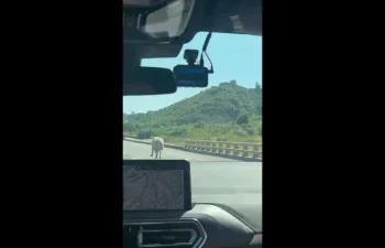 西濱林口驚見「超跑」！牛隻闖快速道路狂奔　網友笑：藍寶尖尼