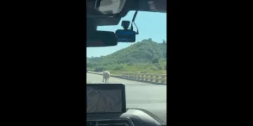 西濱林口驚見「超跑」!牛隻闖快速道路狂奔 網友笑:藍寶尖尼
