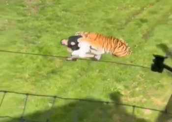 影／英國動物園爆恐怖命案！男突「跳入老虎區」　當場遭咬死身亡影片瘋傳