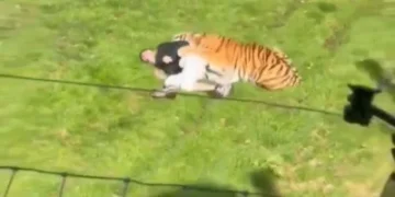 影/英國動物園爆恐怖命案!男突「跳入老虎區」 當場遭咬死身亡影片瘋傳