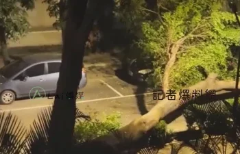 獨／高師大凌晨驚傳巨響！老樹突倒塌砸車　學生睡夢中驚醒