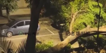 獨/高師大凌晨驚傳巨響!老樹突倒塌砸車 學生睡夢中驚醒