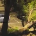 獨／高師大凌晨驚傳巨響！老樹突倒塌砸車　學生睡夢中驚醒